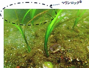 ＪＦＥスチール、鉄鋼スラグ活用で成果　海域改善共同研究、生物種の増加確認