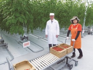 Ｊファーム、第三工場が稼働開始　ミニトマト増産　安定販路が拡大