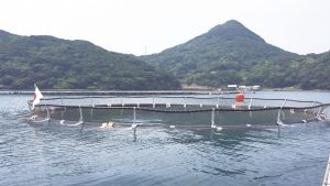 三菱伸銅、いけす商業実証開始
