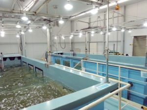 新日鉄住金、ブルーカーボンの基礎研究を本格開始