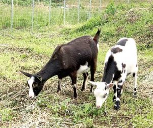 南海鋼材　除草するメェ～　静岡でヤギ試雇採用
