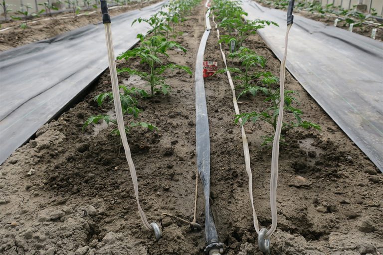 ルポ／泉州電業・長久手ハウス／ヒーター線で農業の未来開拓／加熱・保温応用、他産業でも