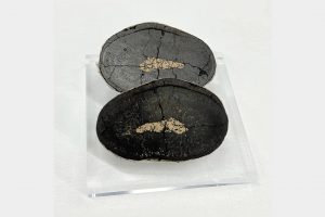 東大・日本財団　コバルト61万トン予測　南鳥島周辺マンガン団塊
