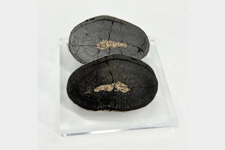 東大・日本財団　コバルト61万トン予測　南鳥島周辺マンガン団塊